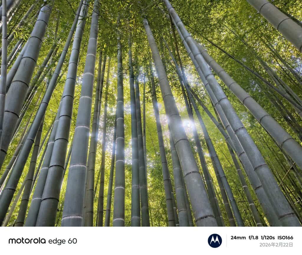 motorola edge 60 カメラ作例：日中風景（竹林と木漏れ日）