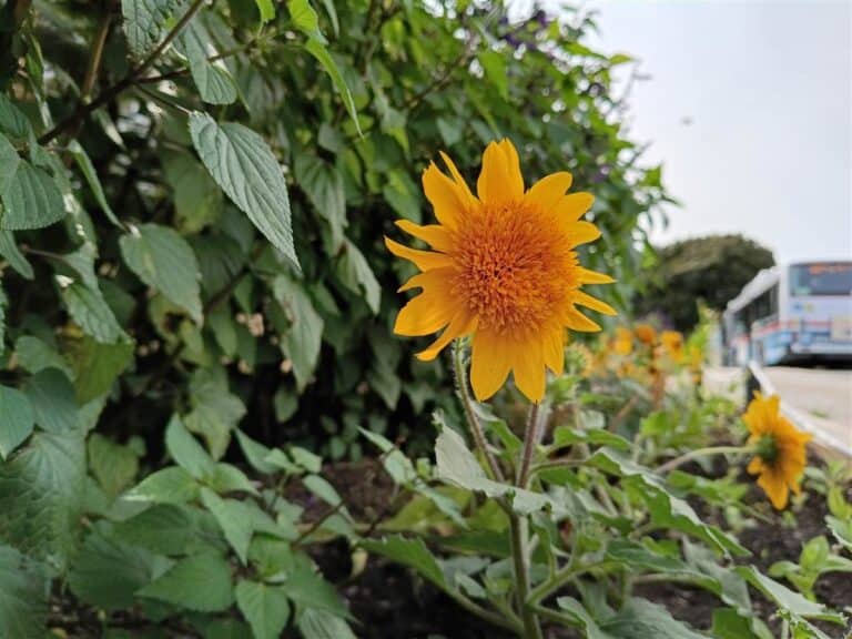 arrows We3 カメラ作例 花3