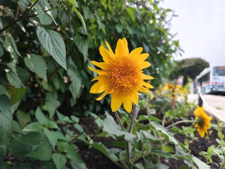 OPPO Reno15 Aカメラ作例 花3