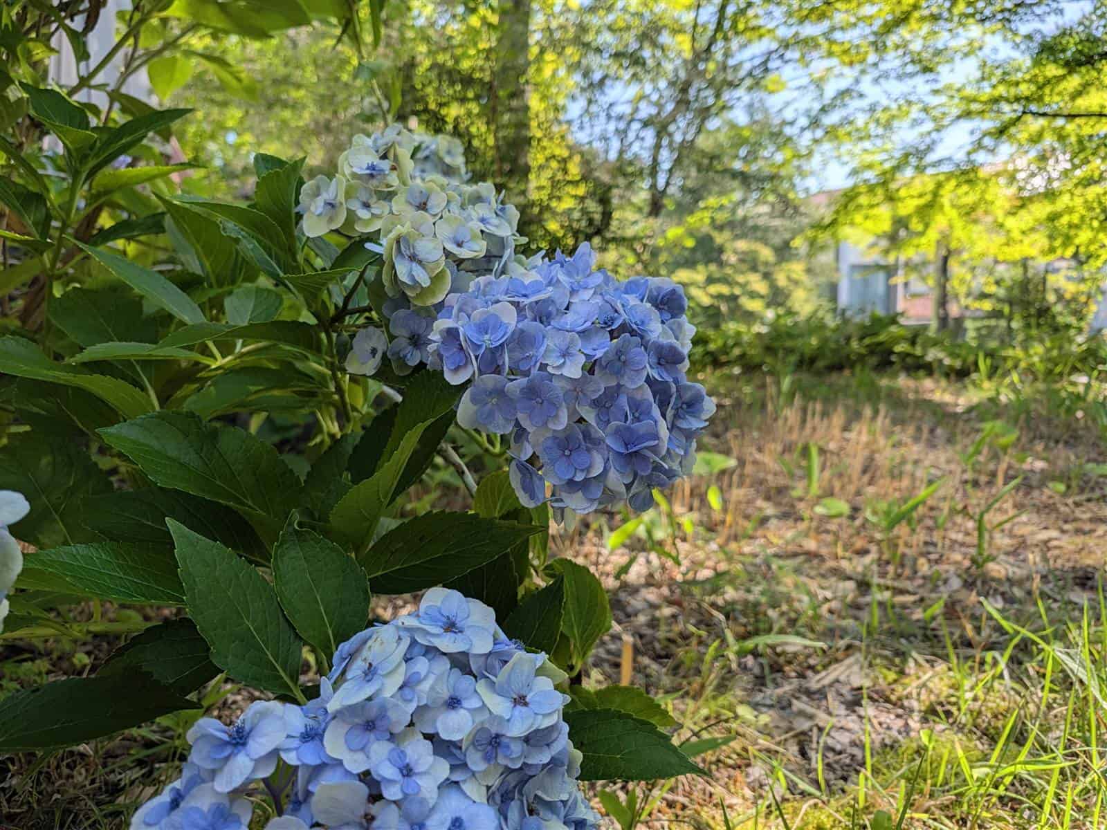Pixel 11 カメラ作例 紫陽花 通常撮影 1倍