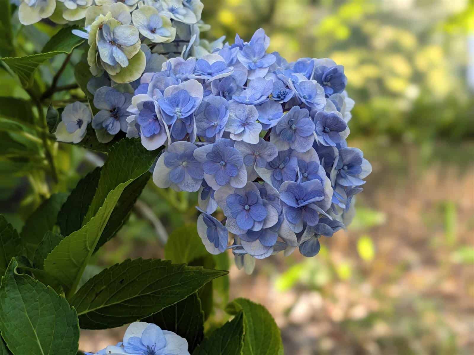 Pixel 11 カメラ作例 紫陽花 ポートレートモード 2倍 背景ボケ